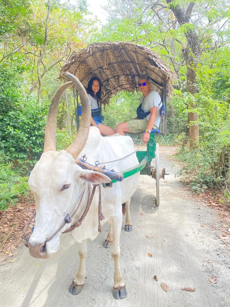 A white ox pulling a traditional bullock cart with a woven canopy along a village lane