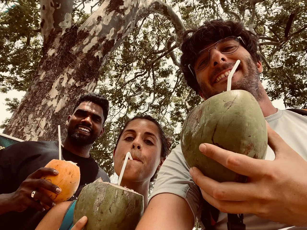 Naveen and two guests drinking king coconuts through straws in the shade of a tree